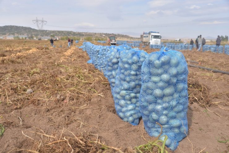 Kayseri’de patates hasadı devam ediyor