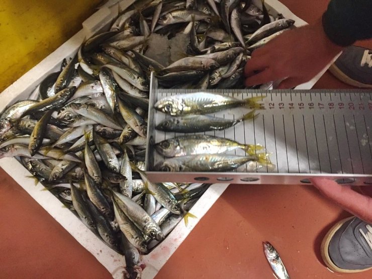Balık halindeki denetimlerde 22 ton balığa el konuldu