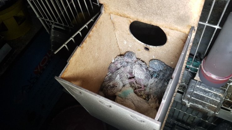Pet shop’ta yangın çıktı, farklı türdeki kuşlar telef oldu