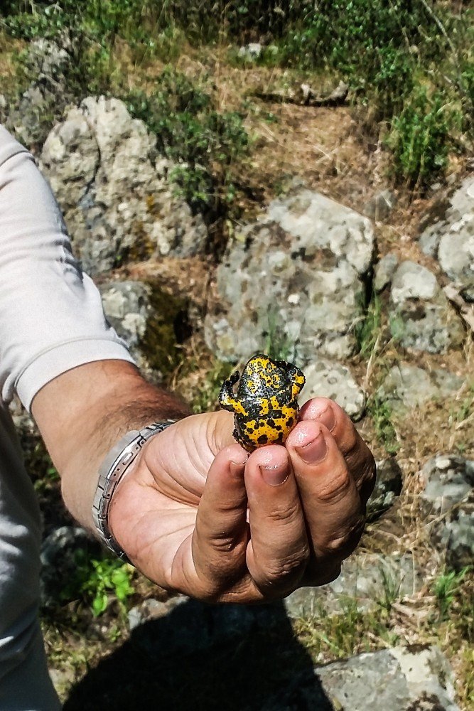 Türkiye’nin yeni kurbağa türünün iki popülasyonu daha bulundu