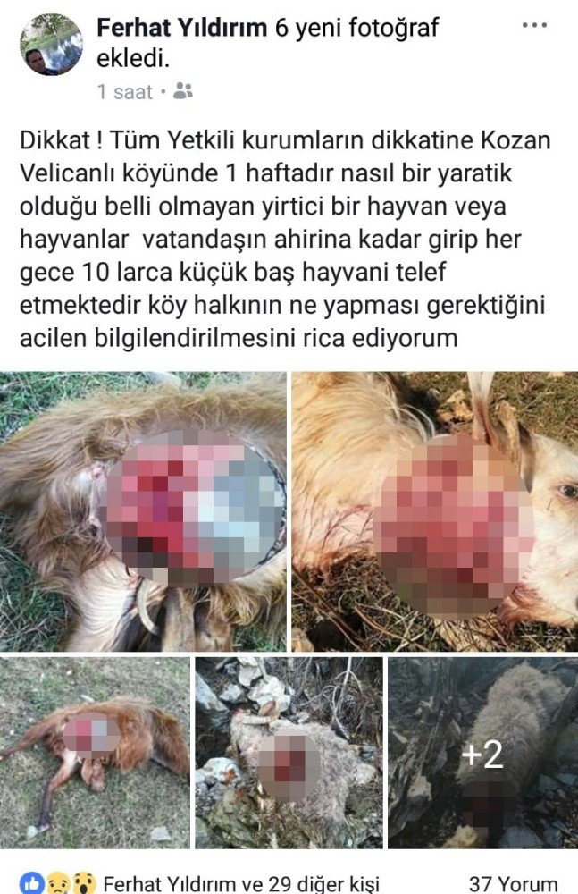 Adana’da kurtlar küçükbaş hayvanlara saldırdı
