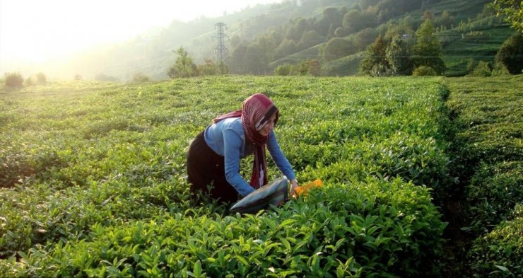 Büyükşehir, Karadenizli üreticiden çay alımına başladı