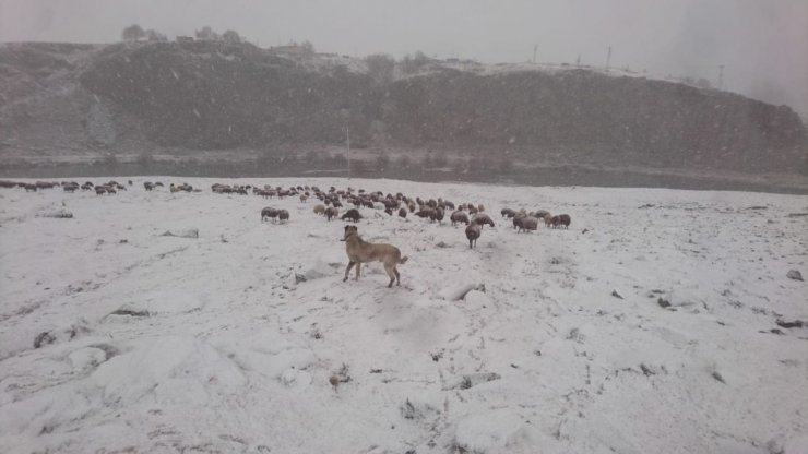 Ardahan’da kar yağışı çobanları zor durumda bıraktı