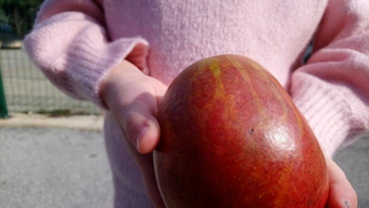 Binlerce kilometre uzaktan gelen meyvenin üzerindeki yazıyı görünce yemekten vazgeçti