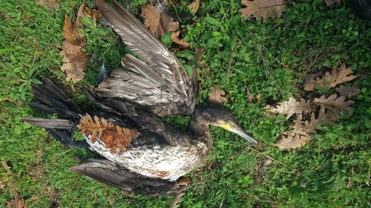 Beykoz’da karabatak ve avlanması yasak olan gri balıkçıl kuşu zevk için vuruldu