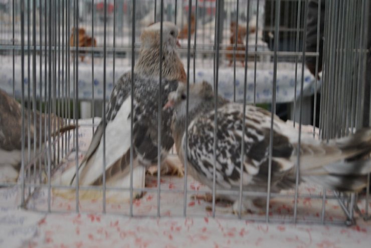 Hayrabolu’da güvercin festivali