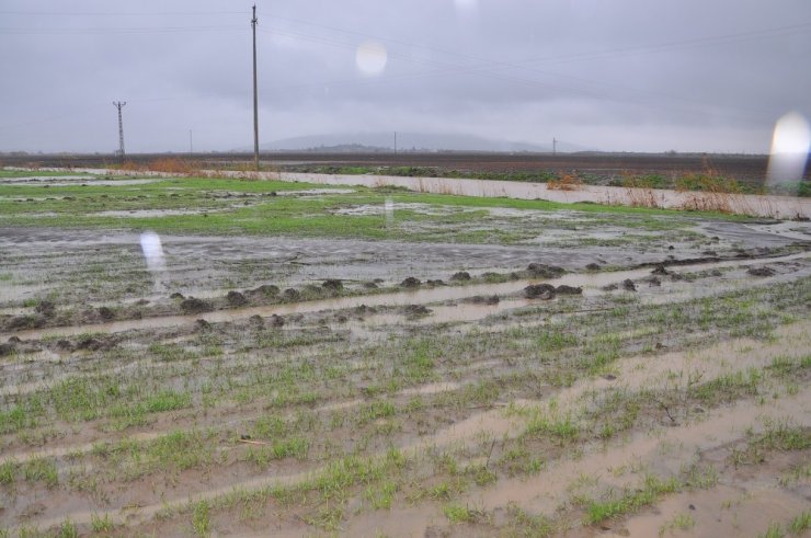 Şiddetli yağış nedeniyle buğday tarlaları gölete döndü
