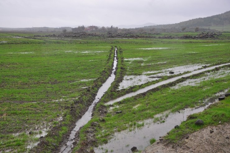 Şiddetli yağış nedeniyle buğday tarlaları gölete döndü