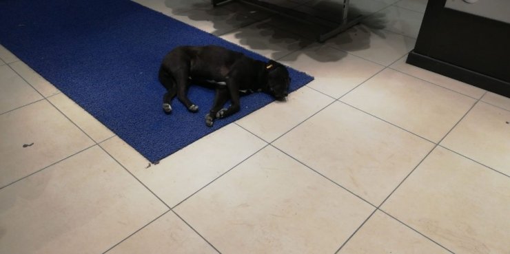 Soğuktan giyim mağazasına sığınan köpek uyuyakaldı