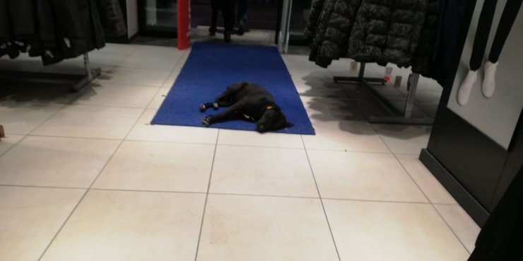 Soğuktan giyim mağazasına sığınan köpek uyuyakaldı