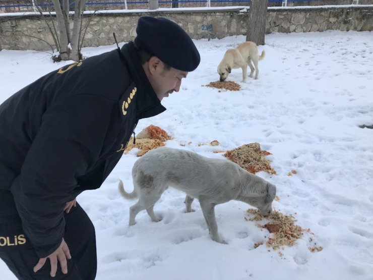 Sokak hayvanlarına polis merhameti