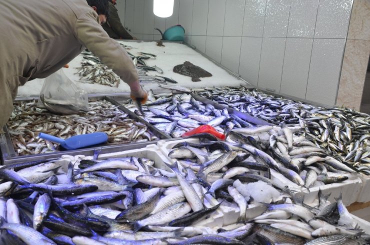 Sinop’ta balıkçılar umutlarını dip balıklarına bağladı
