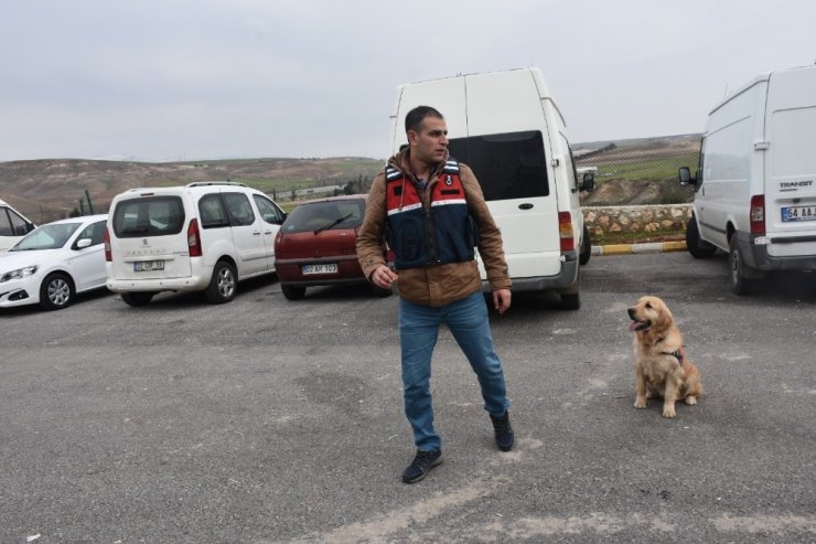 Dedektör köpek ‘Badem’ didik didik arıyor