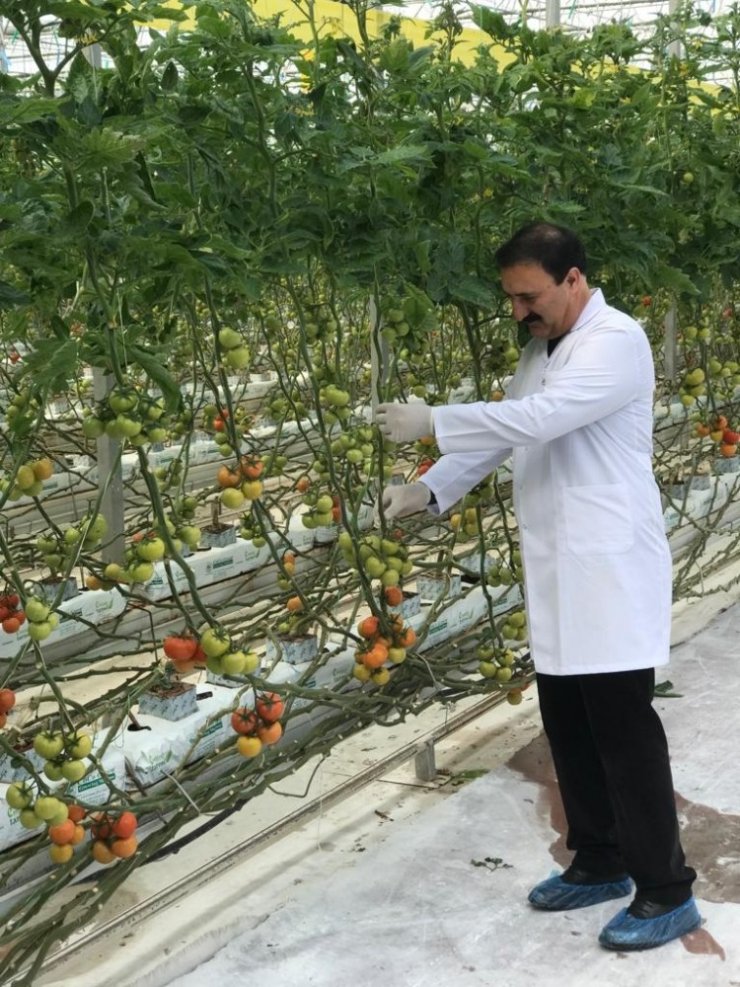 VANTB Başkanı Nayif Süer, eksi 40 derecede üretilen domates serasını ziyaret etti