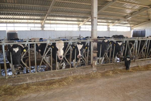 Devlet desteğiyle günde 3 ton süt üretiyor