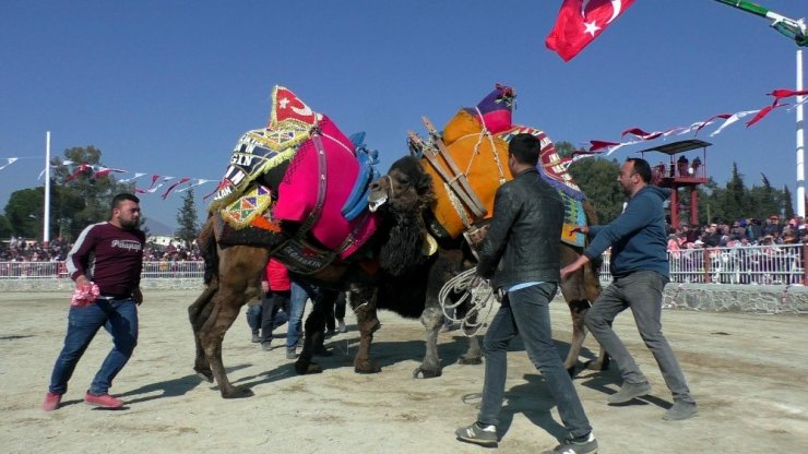 Pehlivan develer nefes kesti