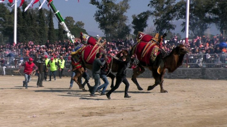 Pehlivan develer nefes kesti