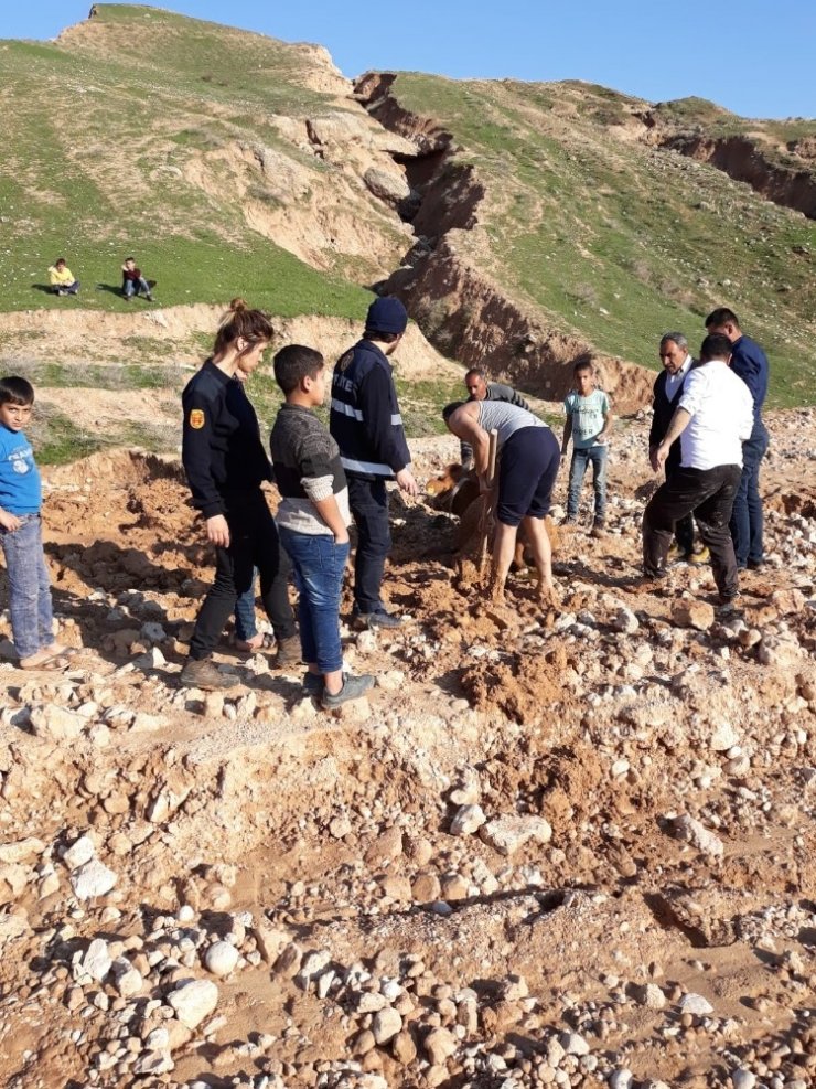 Cizre’de bataklığa saplanan ineği itfaiye ekipleri kurtardı
