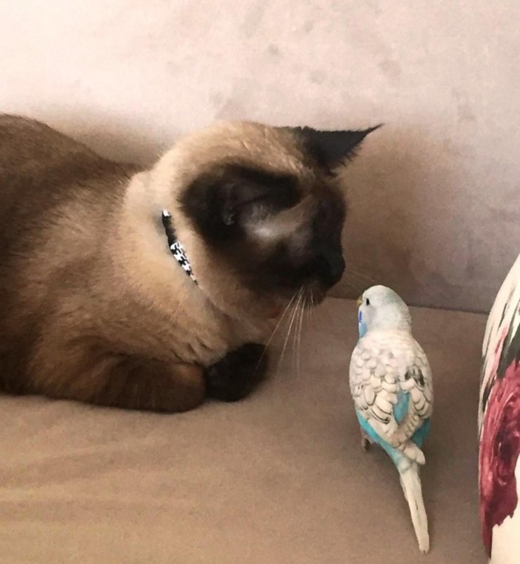 Kedi ile muhabbet kuşunun dostluğu görenleri şaşırtıyor