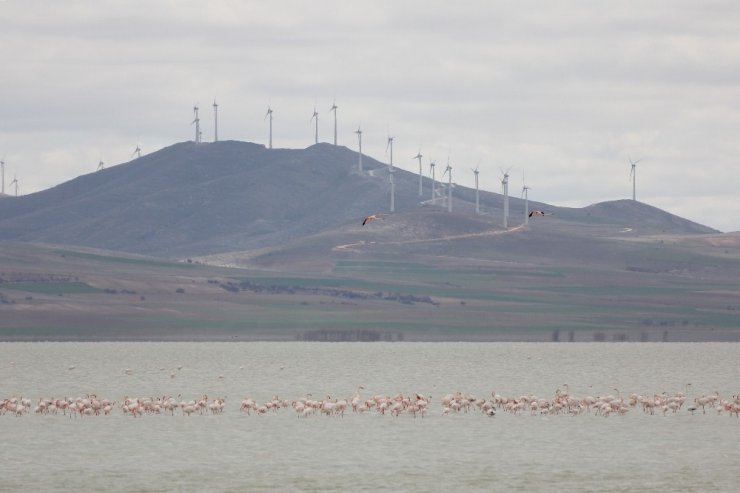 Su seviyesi arttı Seyfe Gölü’ne flamingo akını başladı