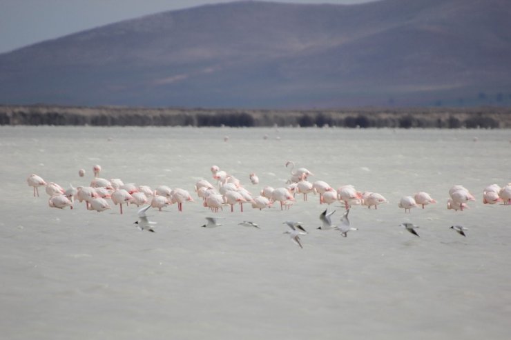 Su seviyesi arttı Seyfe Gölü’ne flamingo akını başladı