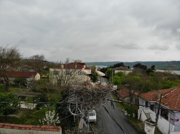 Sazlıbosna Köyünün misafir Leylekleri havadan görüntülendi