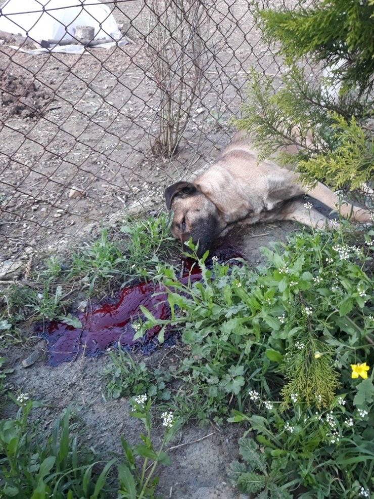 Bursa’da 2 köpek tüfekle vurularak öldürüldü