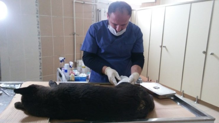 Veteriner hekimleri yaralı hayvanları kurtarmaya devam ediyor