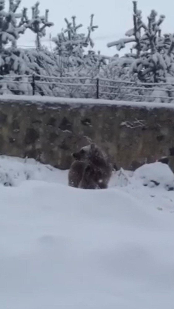 Kışın geri gelmesiyle ayılar ilçe merkezine indi