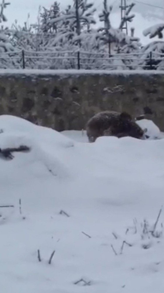 Kışın geri gelmesiyle ayılar ilçe merkezine indi