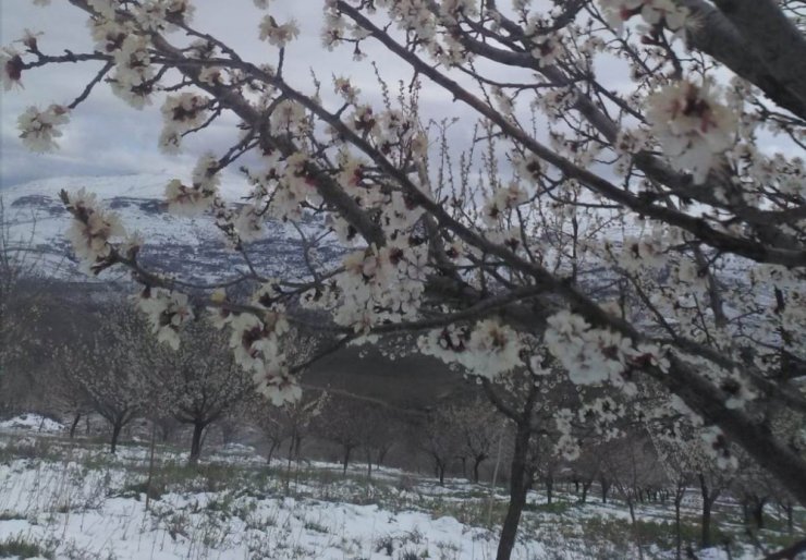 Mart’ta çiçek açan kayısıyı Nisan’da kar vurdu