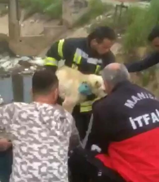 Kanalda mahsur kalan köpeğe itfaiye kurtardı