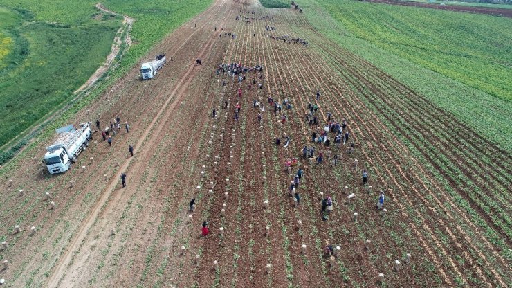Adana’da patates hasadı başladı