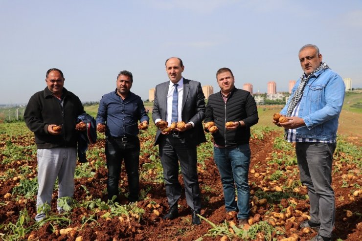 Adana’da patates hasadı başladı