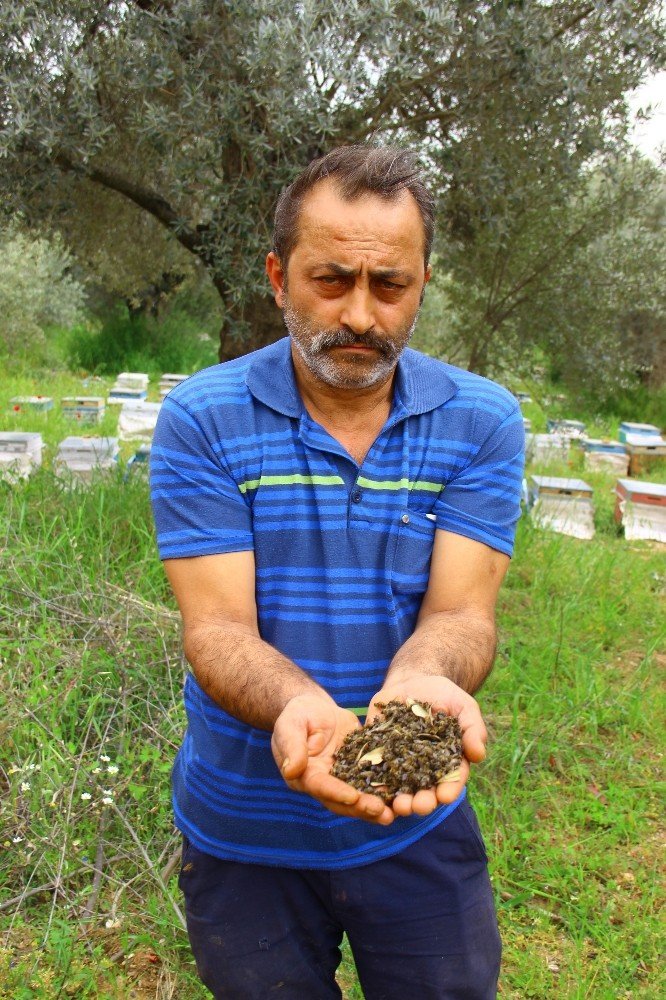 Aydın’da arıcılar şok yaşadı, binlerce arı çırpına çırpına telef oldu
