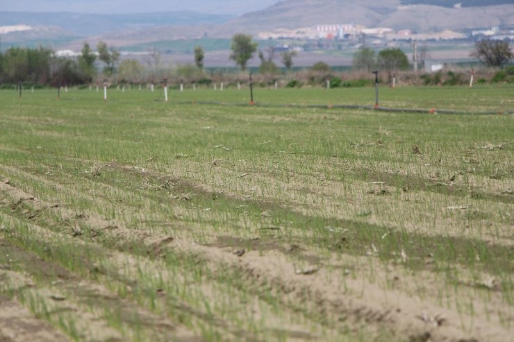 Amasya’da soğan dikim alanı yüzde 30 arttı
