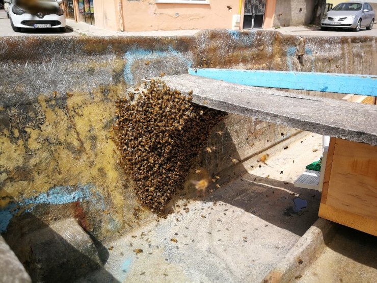Yüzlerce arı firar etti