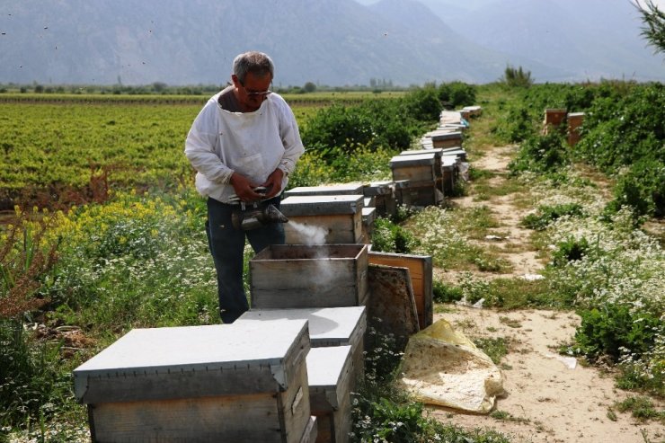 Manisa’da bilinçsiz zirai ilaçlamadan dolayı milyonlarca arı telef oldu