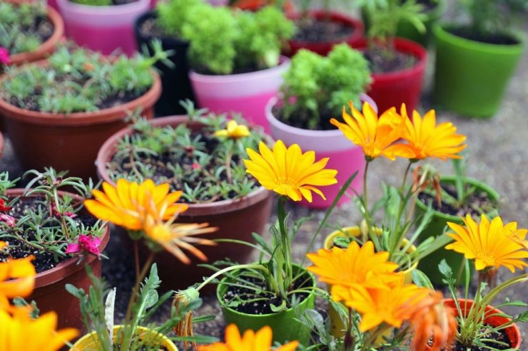Menteşe Belediyesi’nin Çiçek Bahçesi rengarenk