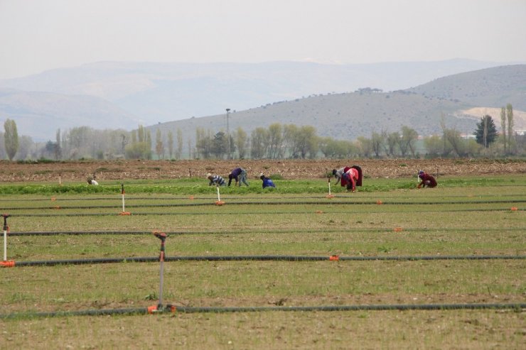 Amasya’da soğan dikim alanı yüzde 30 arttı