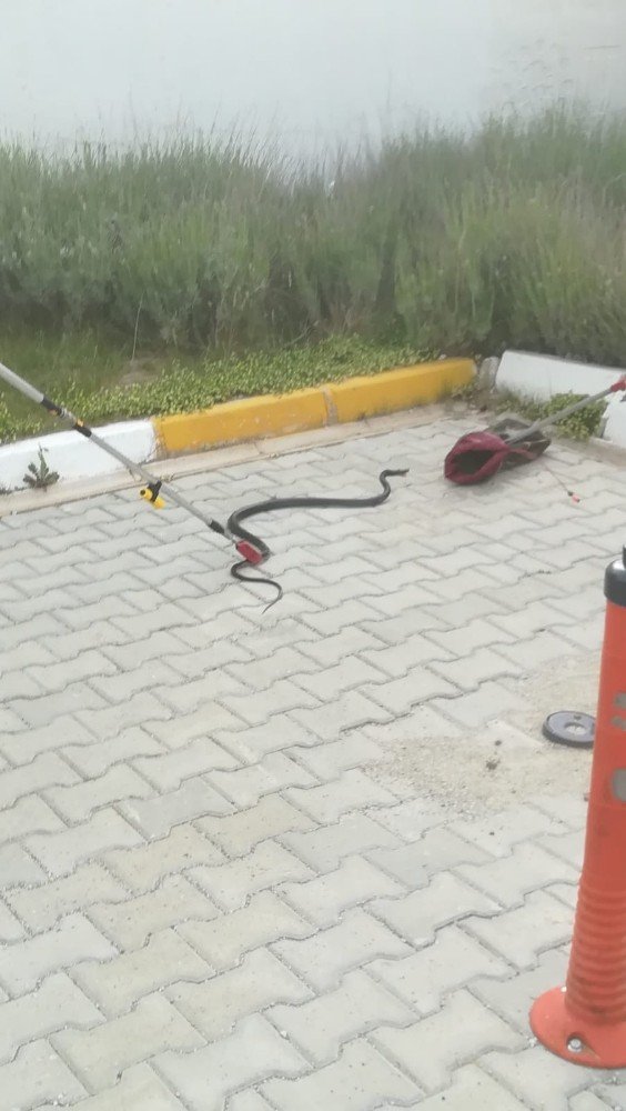 Hastanedeki yılan paniğine itfaiye son verdi