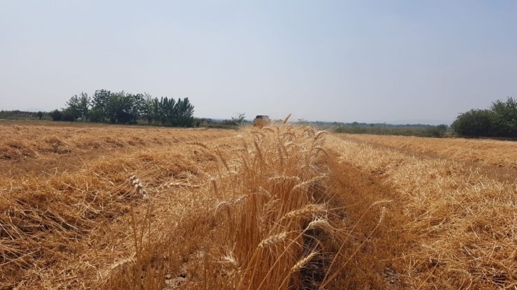 Osmaniye’de buğday hasadı başladı