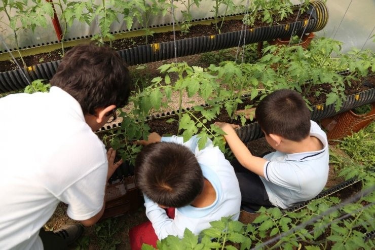 Öğrenciler, okullarındaki seralarda çiftçi oldu