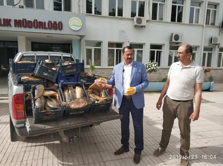 Yine kaçak avlanan 1 ton balık yakalandı, müdür dert yandı