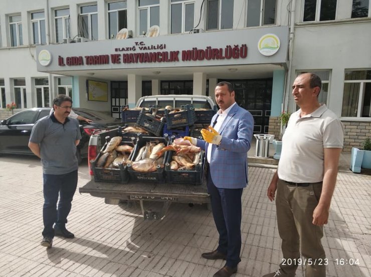 Yine kaçak avlanan 1 ton balık yakalandı, müdür dert yandı
