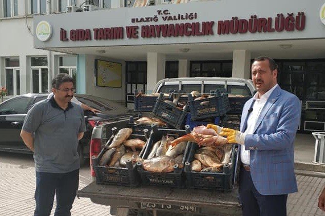 Yine kaçak avlanan 1 ton balık yakalandı, müdür dert yandı