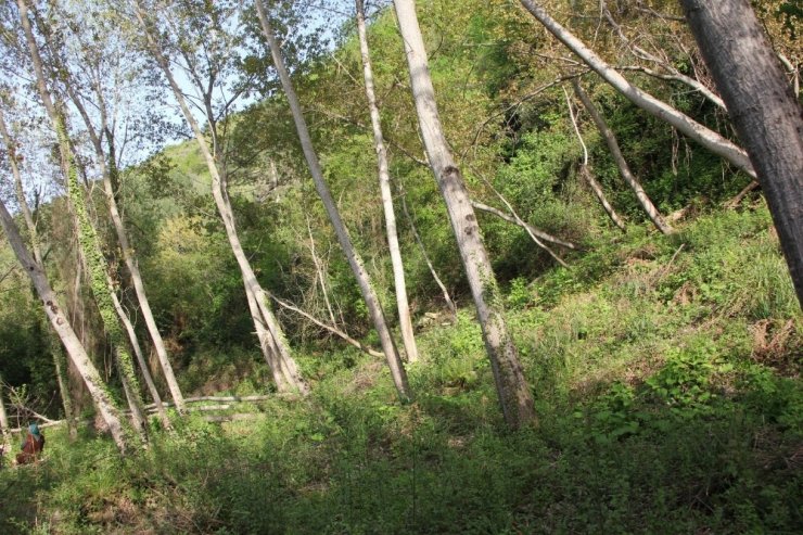 Tapulu arazisine 40 yıl önce diktiği kavak ağaçlarına, orman arazisi diye el konuldu