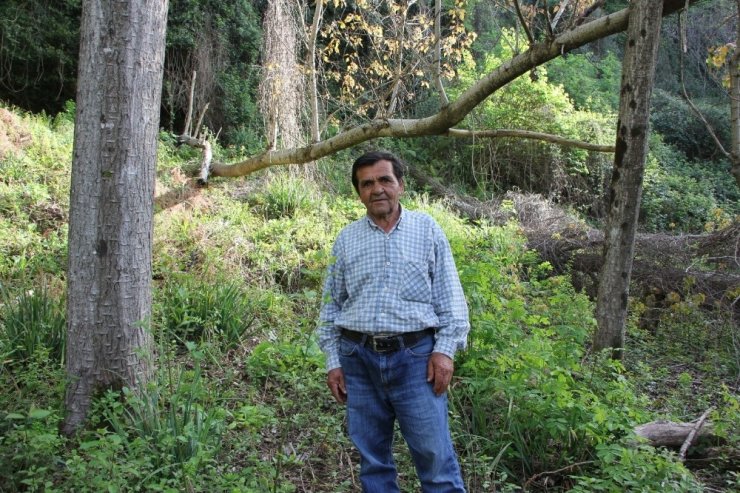 Tapulu arazisine 40 yıl önce diktiği kavak ağaçlarına, orman arazisi diye el konuldu
