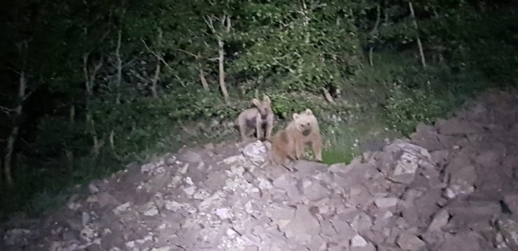 Dağda konaklayan kampçıları ayılar ziyaret etti
