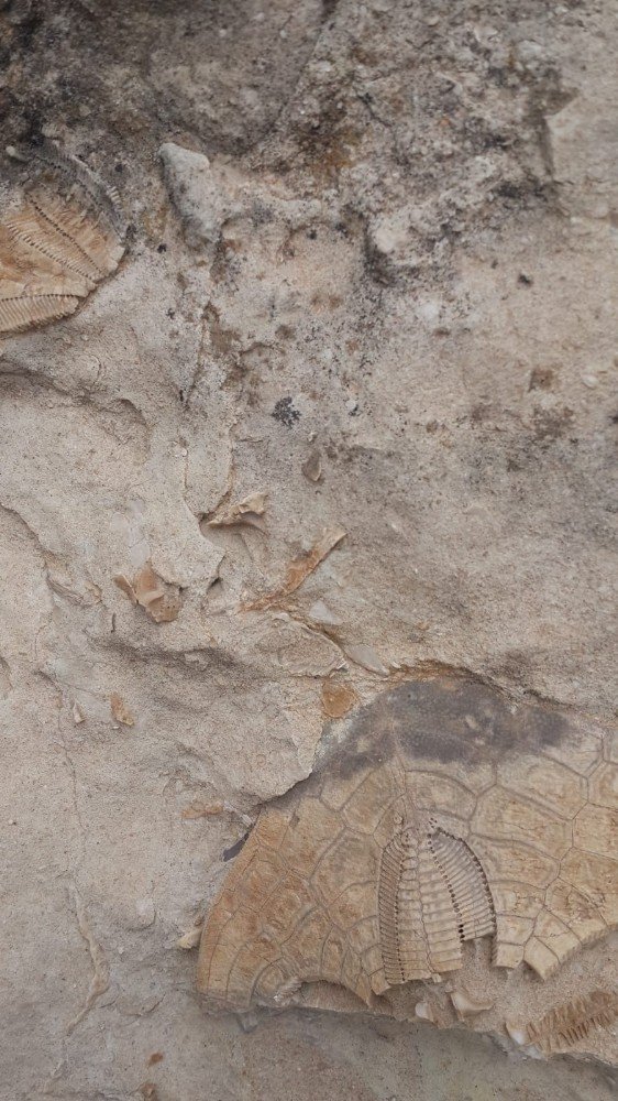 Kahramanmaraş’ta 35 milyon yıllık fosil bulundu